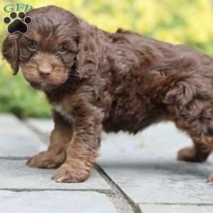 Princess, Cavapoo Puppy